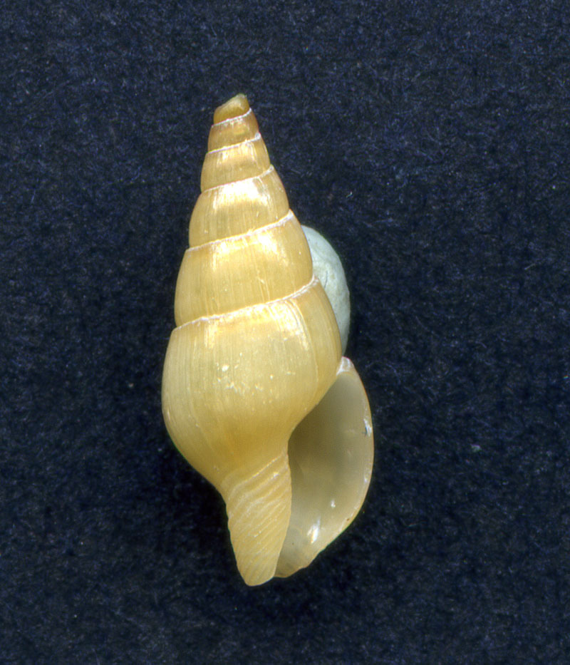 Aiuto per determinazione